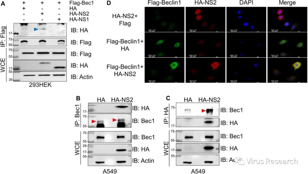 人呼吸道合胞病毒ns2通過調節beclin1 蛋白穩定化和isg化誘導自噬