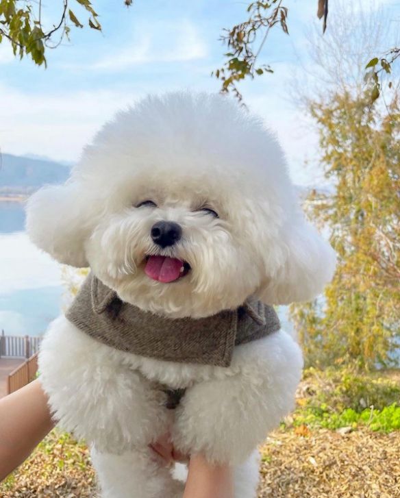 难怪"比熊"弃养率这么高,原来有这6个缺点!