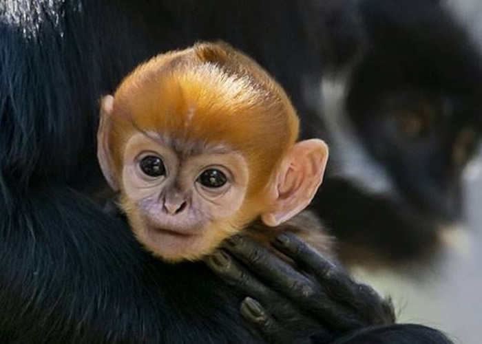 澳洲悉尼皇家阿尔雷德亲王医院实验狒狒逃走 成功捉回