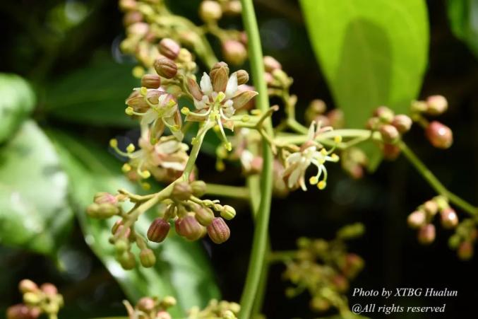 賞花|西雙版納熱帶植物園國慶開花100種