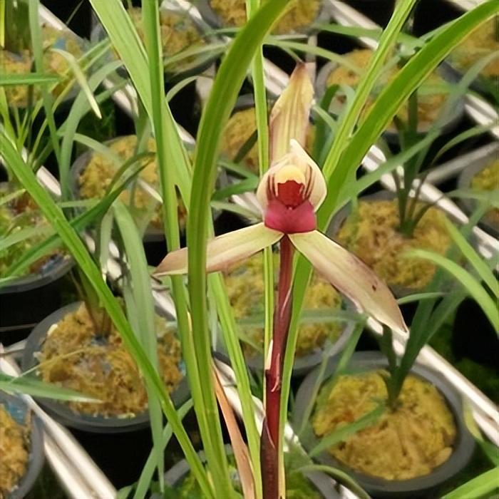 春兰滇红素,顶级品种,红花浓香,被誉为兰花界的常青树