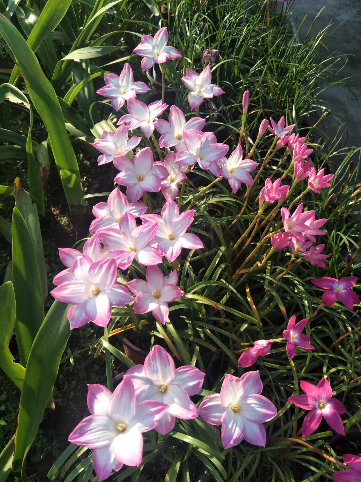 春天适合养啥花 风雨兰 圆胖 好养的球根花卉 花朵又美又香 百科ta说