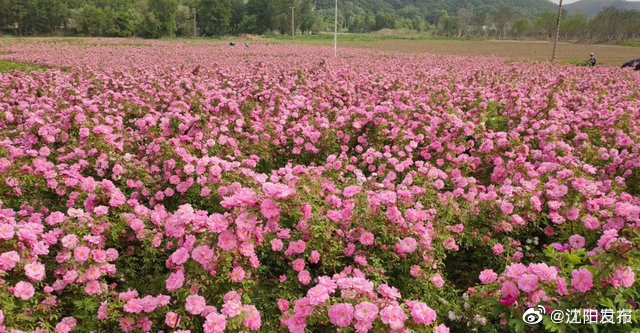 月季在山东地区几月份开花