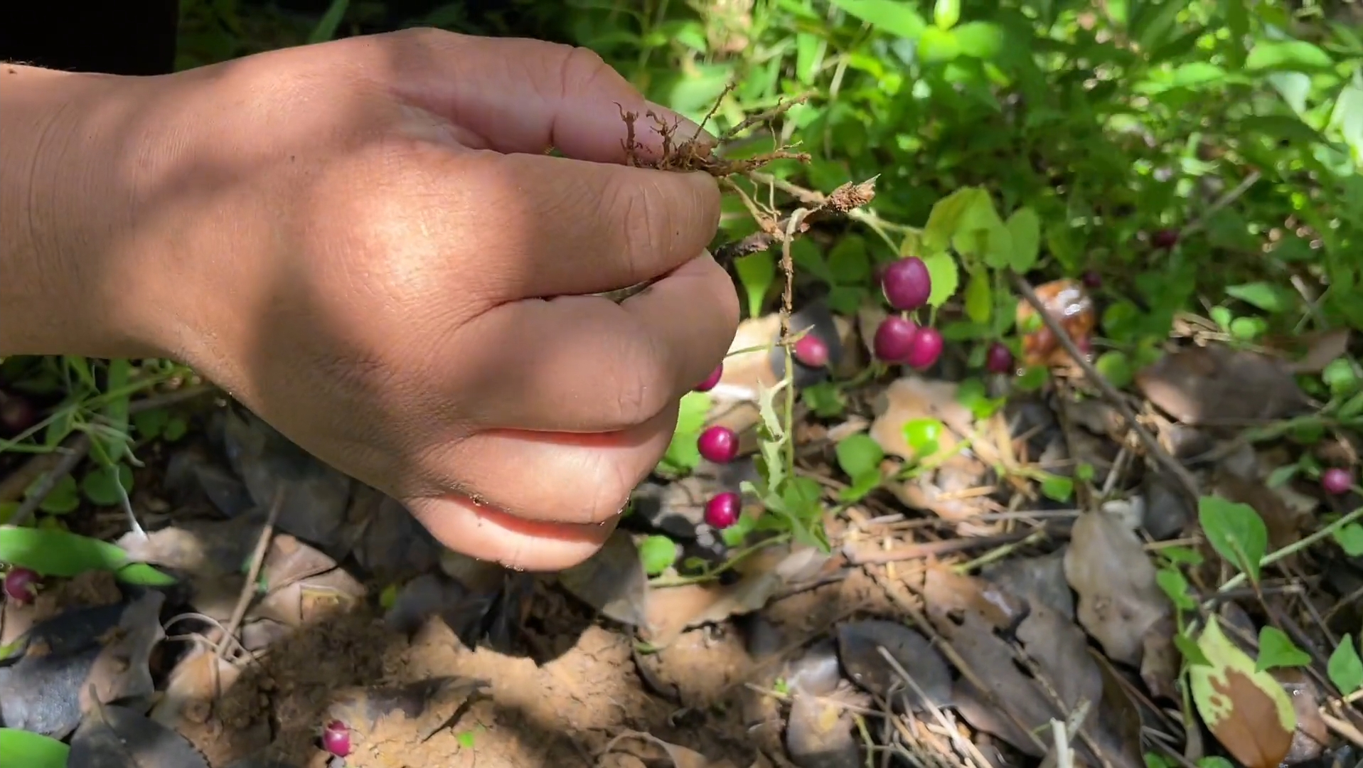 它的名字很奇特,叫铜锤玉带草,果实紫色非常漂亮,老人称祛湿草
