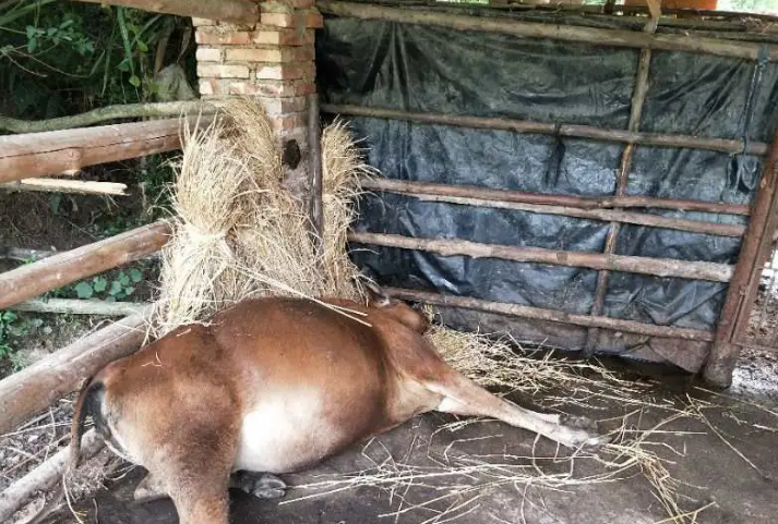 12吨死因不明烂牛肉,用双氧水加工成牛肉香精