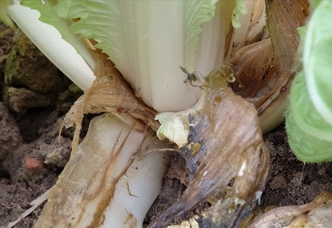 白菜软腐病,烂疙瘩别随便用药,这几点要记住,要不会很难治疗