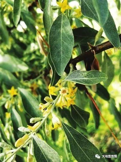 又闻到沙枣花儿香