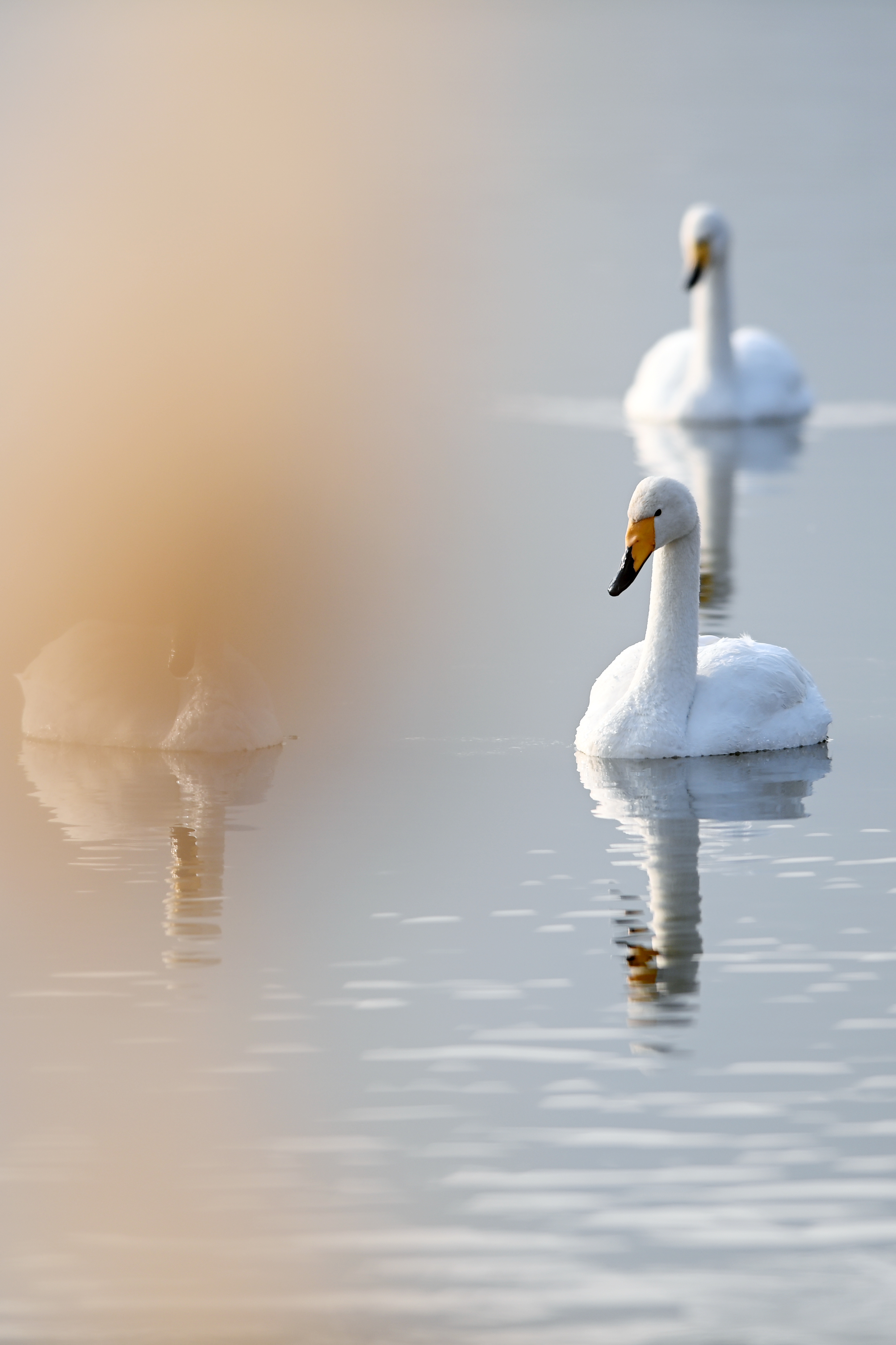 黄河之滨天鹅舞