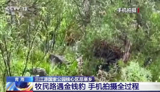 金钱豹又现身!三江源地区野生动物越来越多,这到底意味着什么?