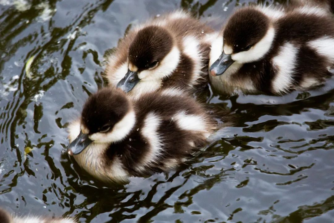 萌化了!刚刚孵化出的9只小赤麻鸭在湖中游弋!