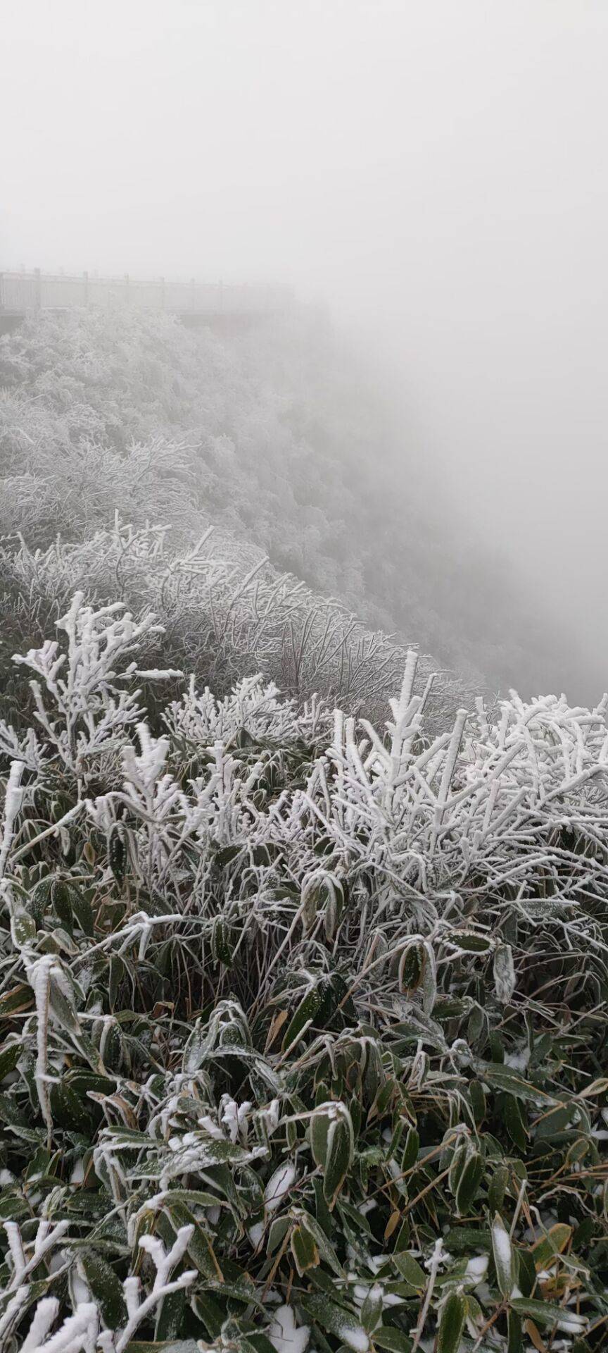 真实雪景图片2020图片