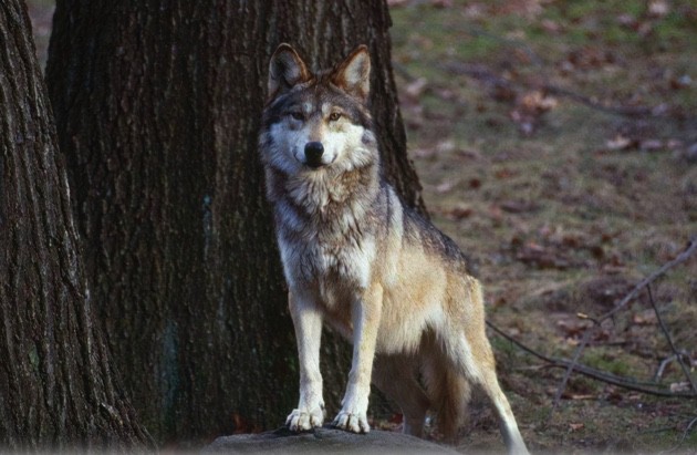 爱冒险的梦庄展鑫遇见野狼事件