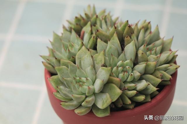 原始绿爪是一种爪系多肉植物,中小型中易养,非常容易上状态