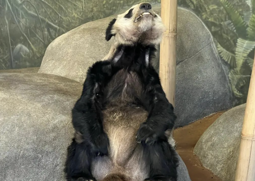 狂刷屏!大熊猫丫丫遭疯抢:终身 100 万