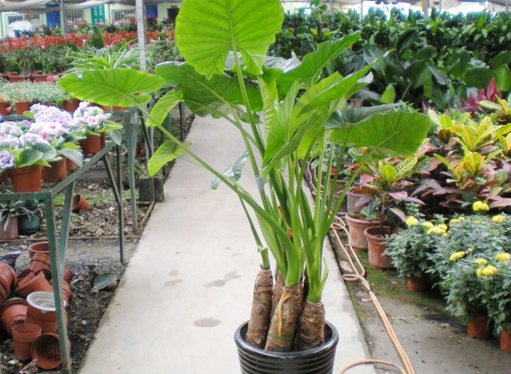 "毒花入户,生活不顺",不管多喜欢养花,家里都别养这4种花!