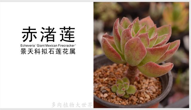 「赤渚莲」景天科拟石莲花属多肉植物,带绒毛得植物,较好养