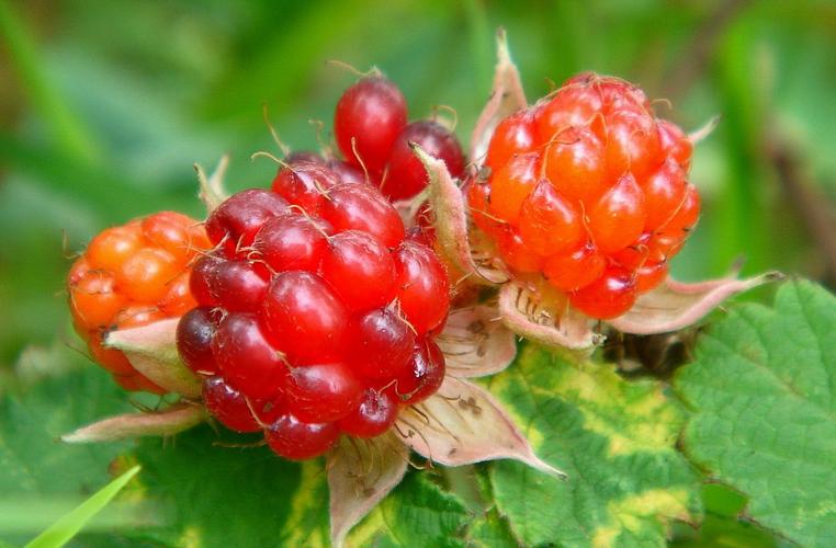 农村山中的野莓子,长大后才知道,原来它还是一种可以入药的植物