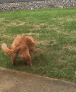 狗狗拉粑粑的奇怪姿势,有啥