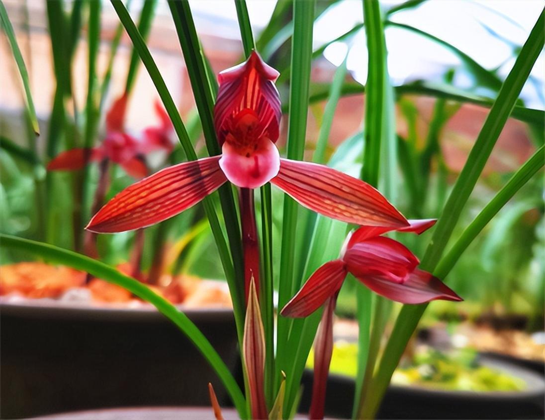 春兰十大红素之首"醉红素",红杆红花,兰香芬芳,新手养兰首选