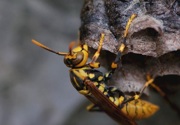 日本大黄蜂,为何叫杀人蜂?长5cm,几只大黄蜂可灭掉整窝蜜蜂