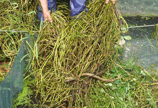 长在水沟旁,汁液黄色价值很高人称"土黄连",煲汤是一绝