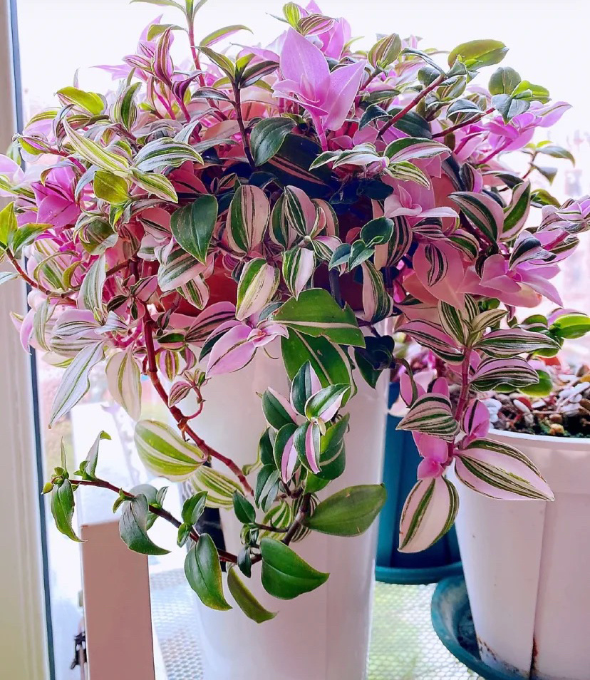 10种"阴性花",高档又大气,养在"北阳台"照样美如画