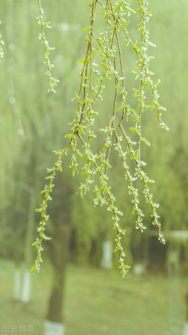 "六木森森,松柏梧桐杨柳,下联连唐伯虎也对不出,玄机何在?