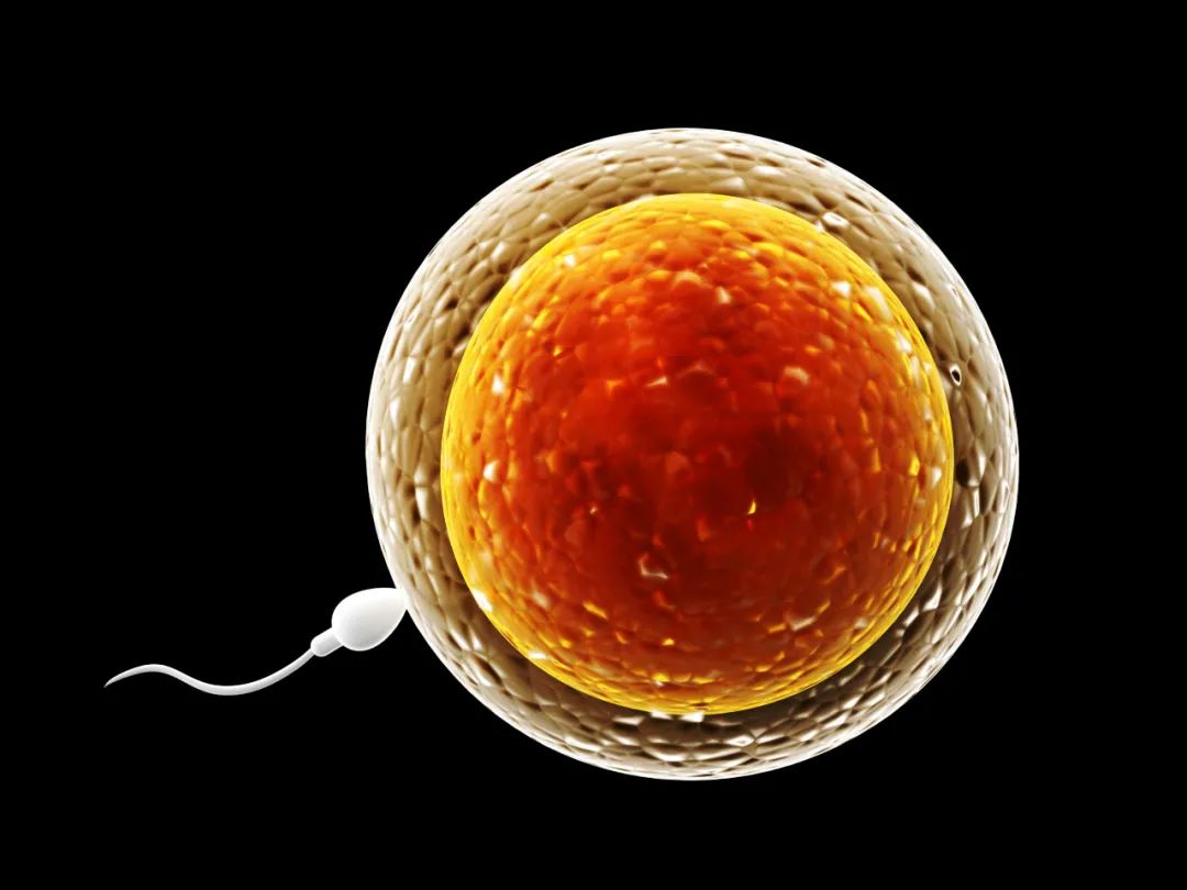 科学家新发现:精子在与卵子结合的一刹那,会爆发出奇特火焰