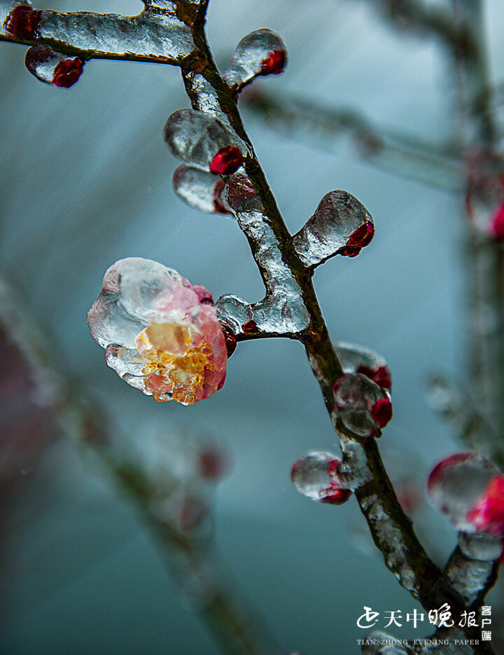 老乐山上:腊梅花凝冻成冰梅花 晶莹剔透更艳丽