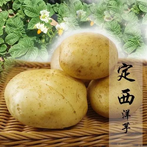 喜讯!中国·定西马铃薯大会列入2021年农业农村部展会计划!
