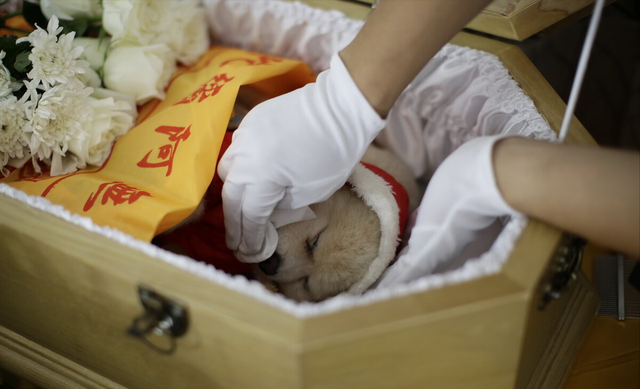 小伙当宠物殡葬师:让每个宠物在生命的尽头有个圆满的句号