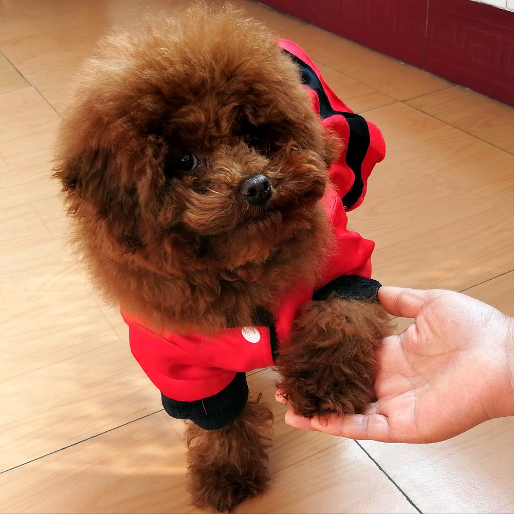 泰迪用爪子"扒拉你"的含义,不懂的,那你养狗真失败!