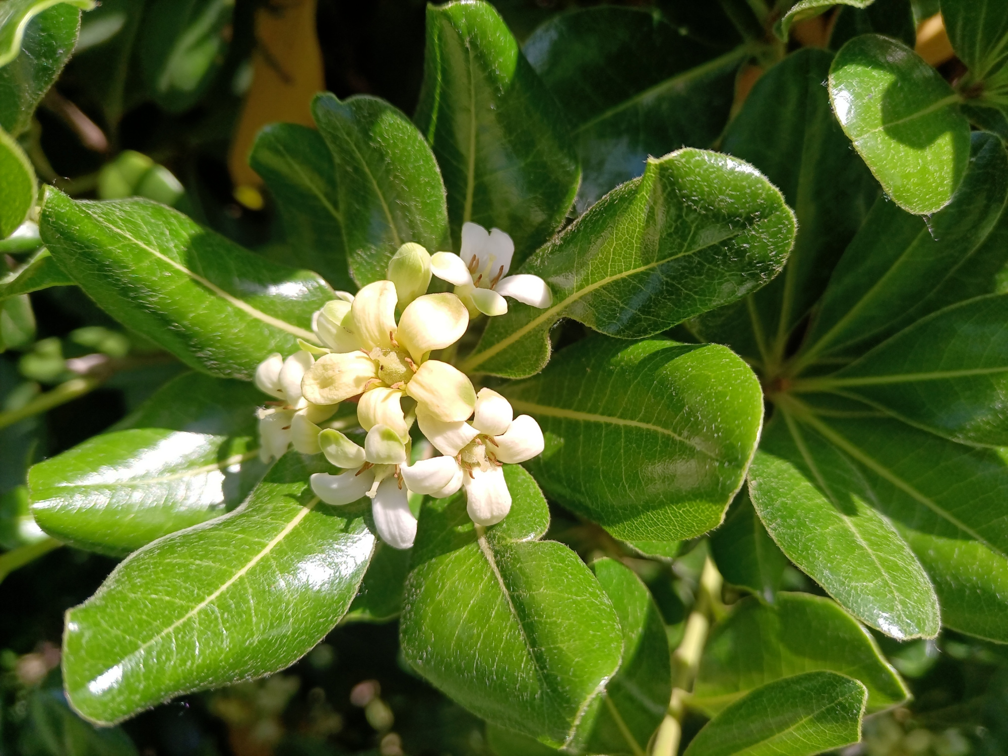 植物科普:常绿灌木海桐有什么特点和价值?