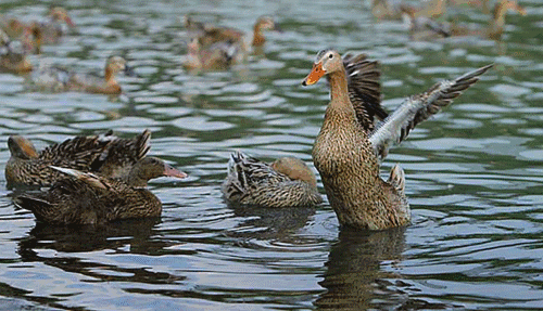 四合院家香丨天凉好个秋,当季人气进补食材"三穗麻鸭"