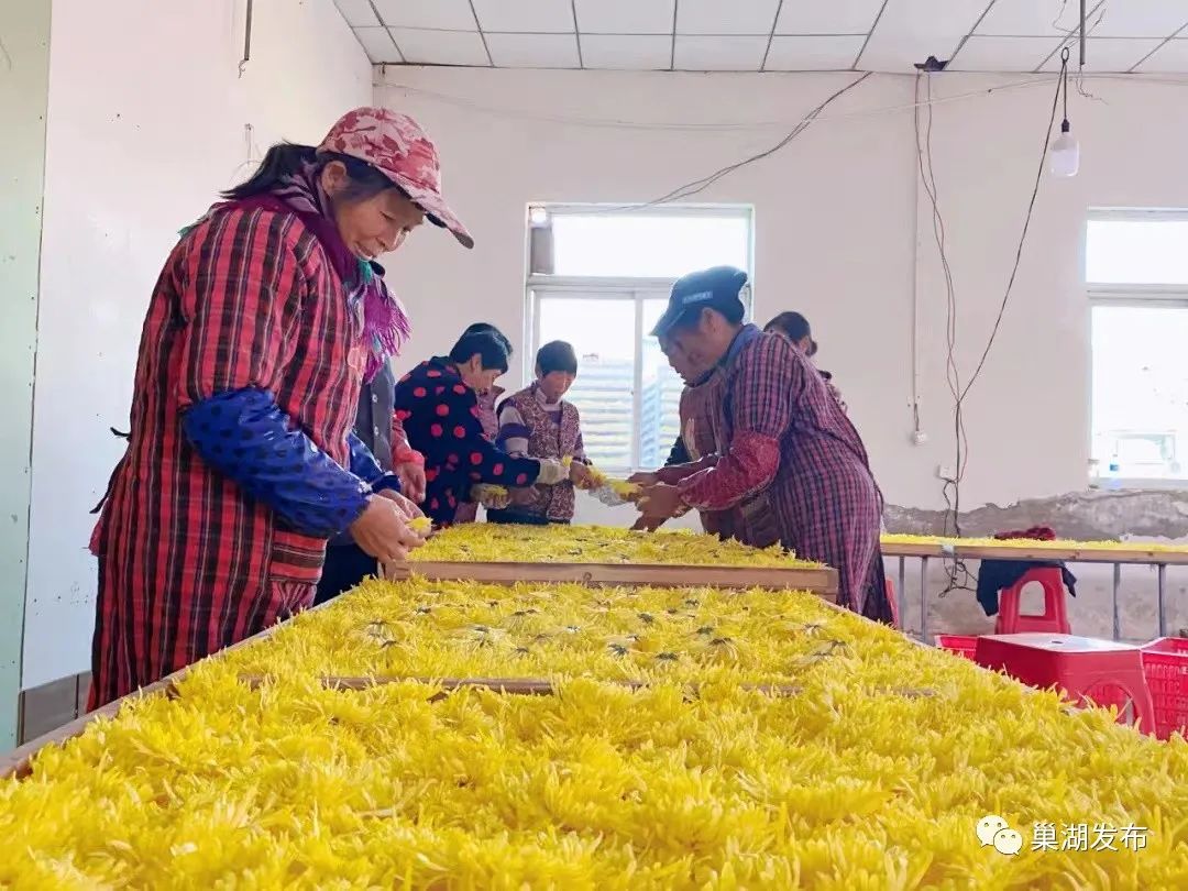 巢湖有个庙岗乡,菊花绽放香扑鼻!