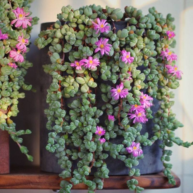 鹿角海棠跟碧玉莲酷似双胞胎,它俩不光叶片特点突出,开花也好看