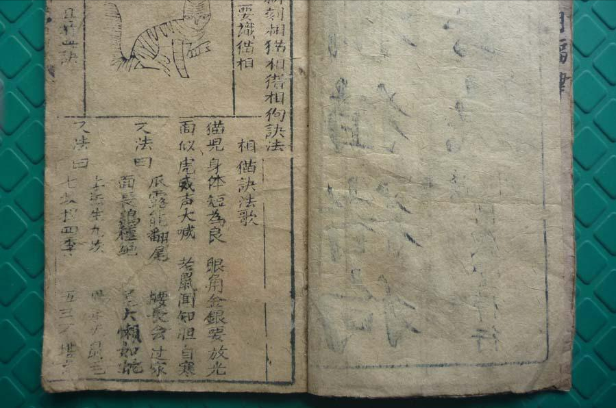 老祖宗留下的《相猫经》,熟记6句口诀,帮你挑到好猫!