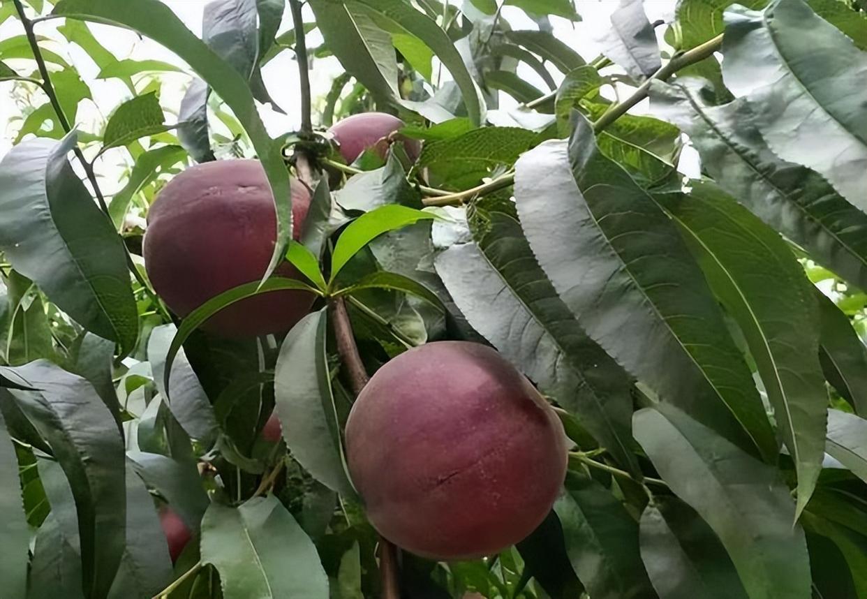 家里种几棵黑桃果树,抗旱耐寒,果肉鲜美,产量高,打理简单