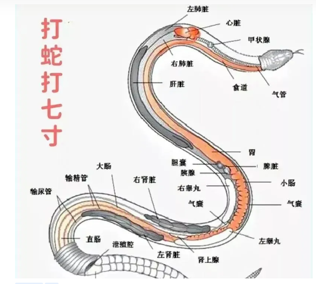 抓蛇抓七寸图片