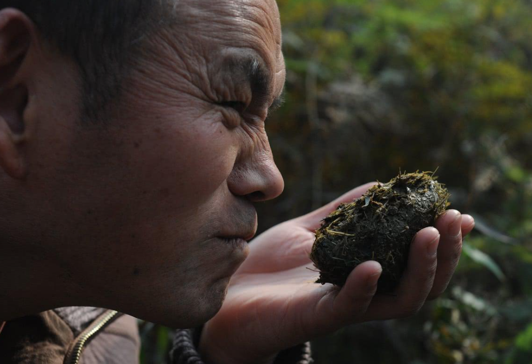 熊猫粪便茶图片