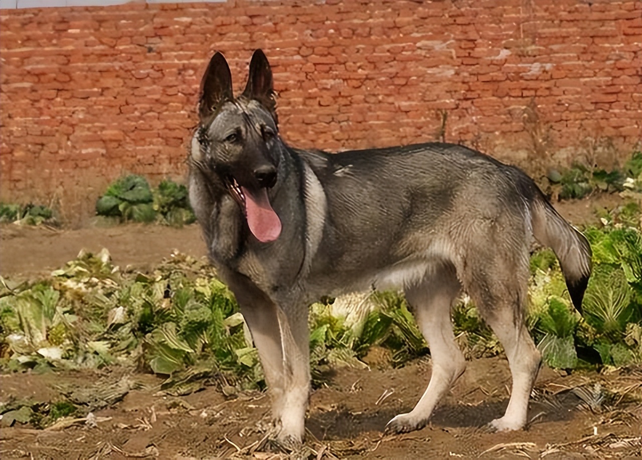 明犬 baijiahao.baidu.com