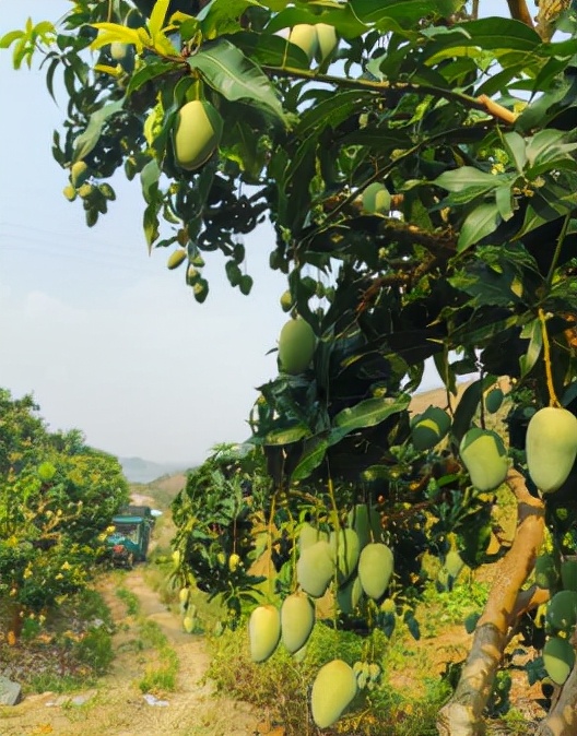 哪个村子种芒果"开始,一路打听,跑市场,跑果园,找物流站,脚步遍及田阳