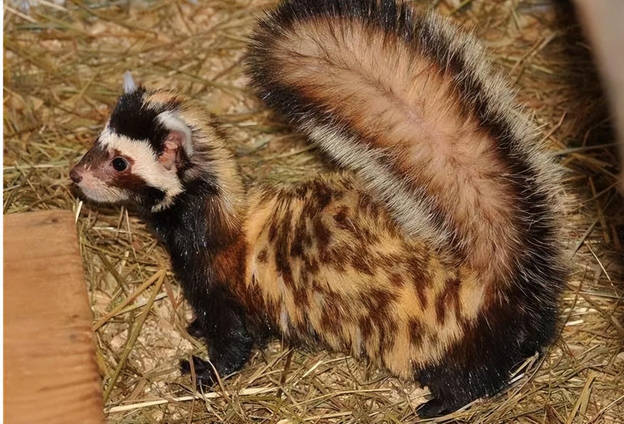 新疆发现平头哥"小弟",身穿"虎皮裙",一晚干掉十几窝老鼠!