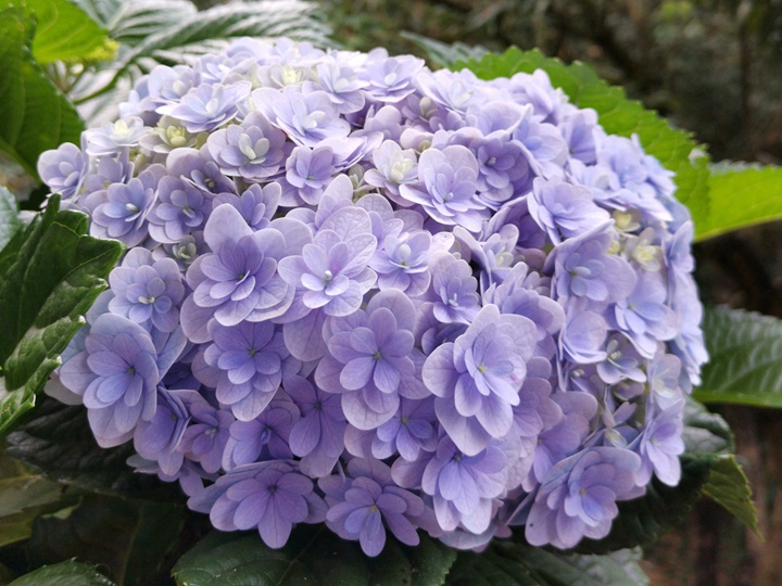 繡球花太陽神殿和花手鞠的區別