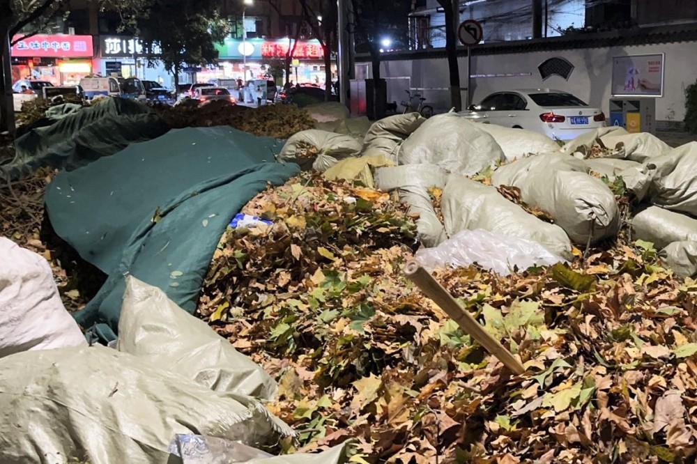 千斤落叶堆满百米街道,高度已过腰!环卫工:从4点就开始清扫