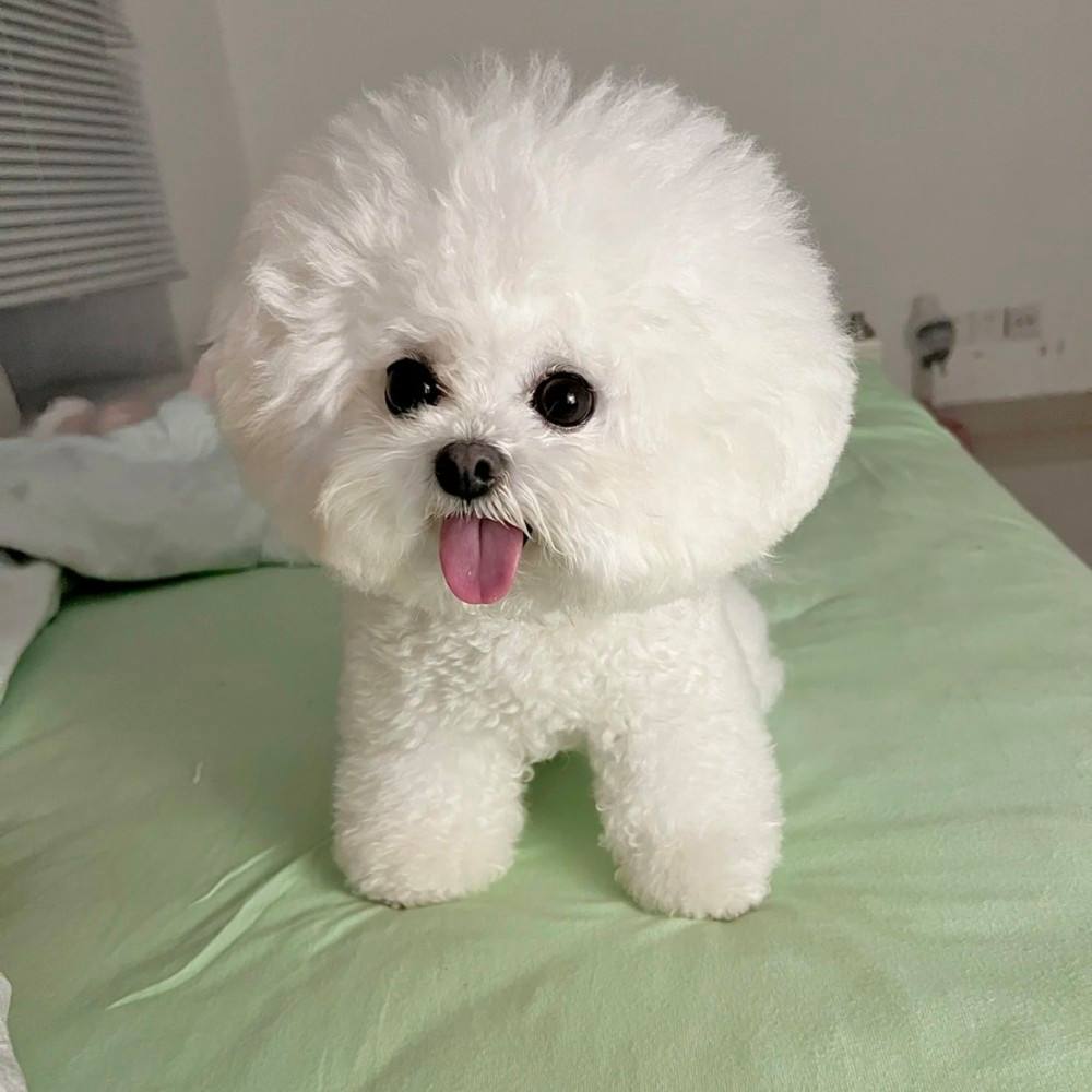 名单公布!这些狗狗,已经被"禁养",可别犯法了!