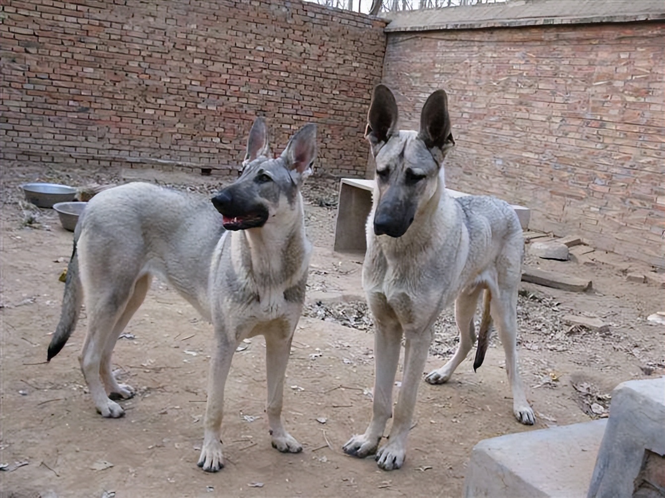 正宗狼青犬图片 名字图片