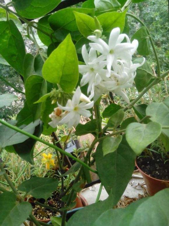 十大最美茉莉花品种