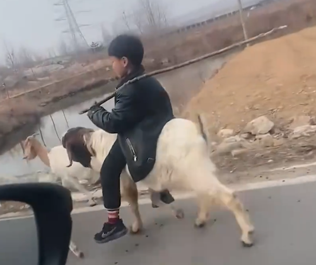 山东一男孩骑羊放羊,潇洒自在让人羡慕,评论区满满的童年回忆