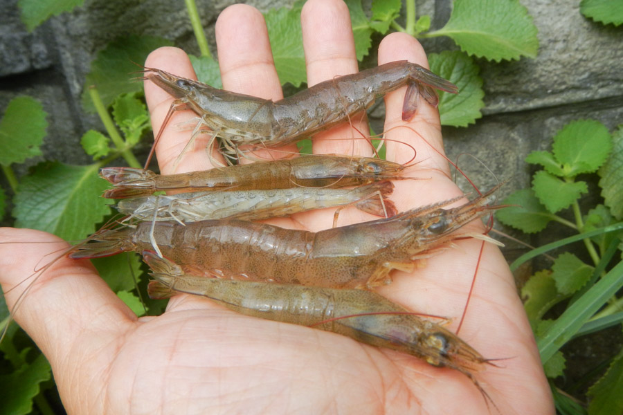 我国20种常见的食用虾,你喜欢吃哪种?